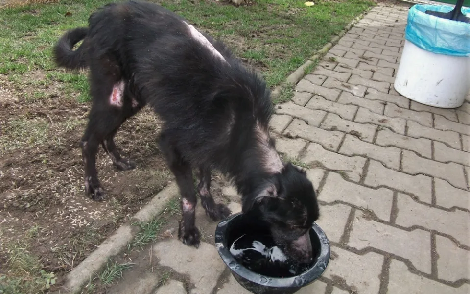 Zdravotní stav týrané fenky se pomalu zlepšuje, vyhráno ještě zdaleka nemá