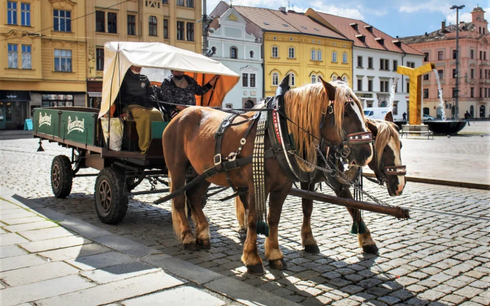 Pivovarský povoz v Plzni nepřerušil jízdy v pandemii ani na den, pivo ale nevozí