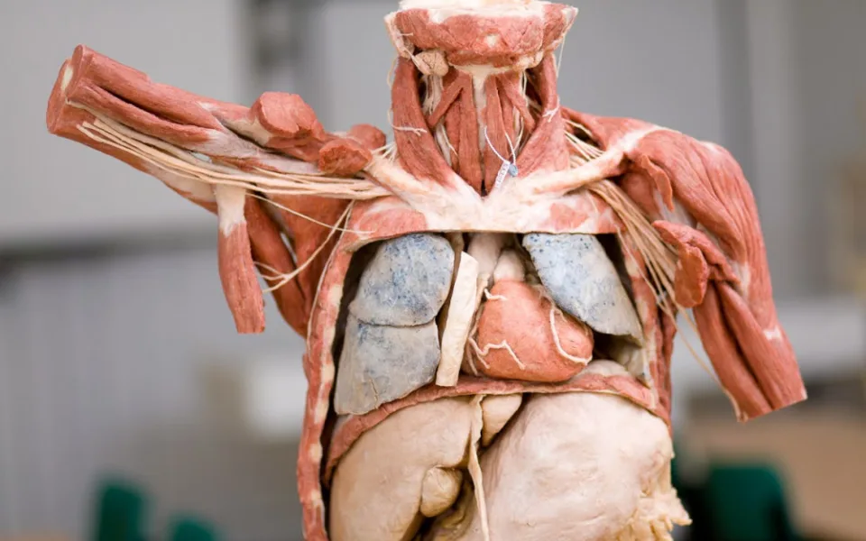 Budoucím zdravotníkům pomohou při výuce takzvané plastináty lidského těla