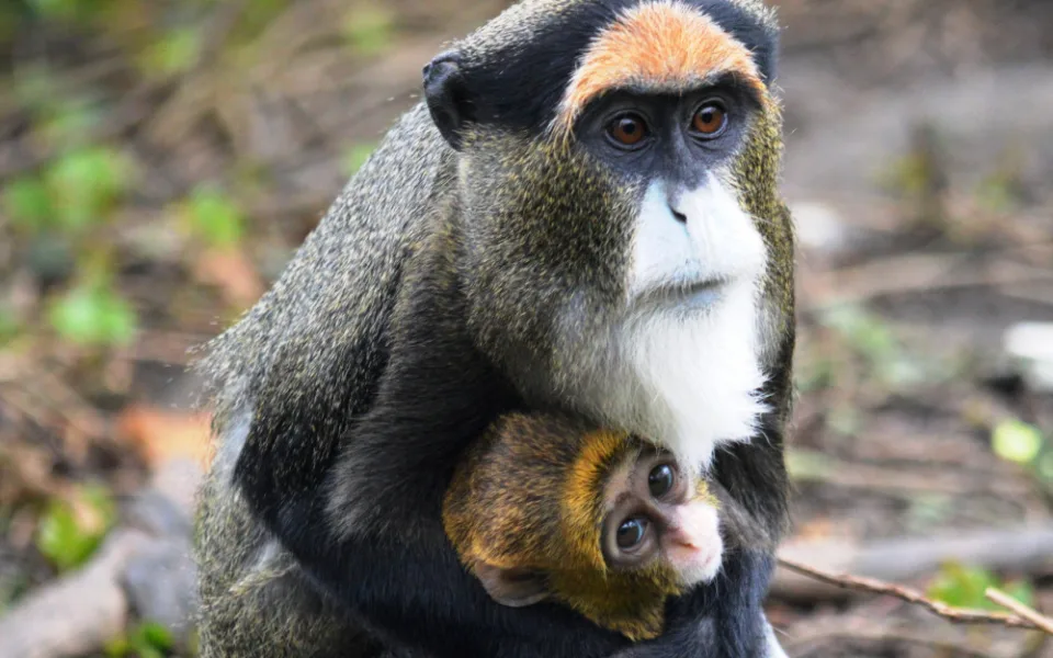 Ošetřovatelé v zoo mají důvod k radosti, na svět přišlo mládě kočkodana
