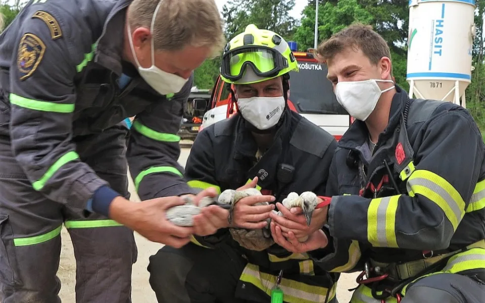 Čapího samce srazilo auto a samice by mláďata neuživila, další velká záchranná akce na komíně