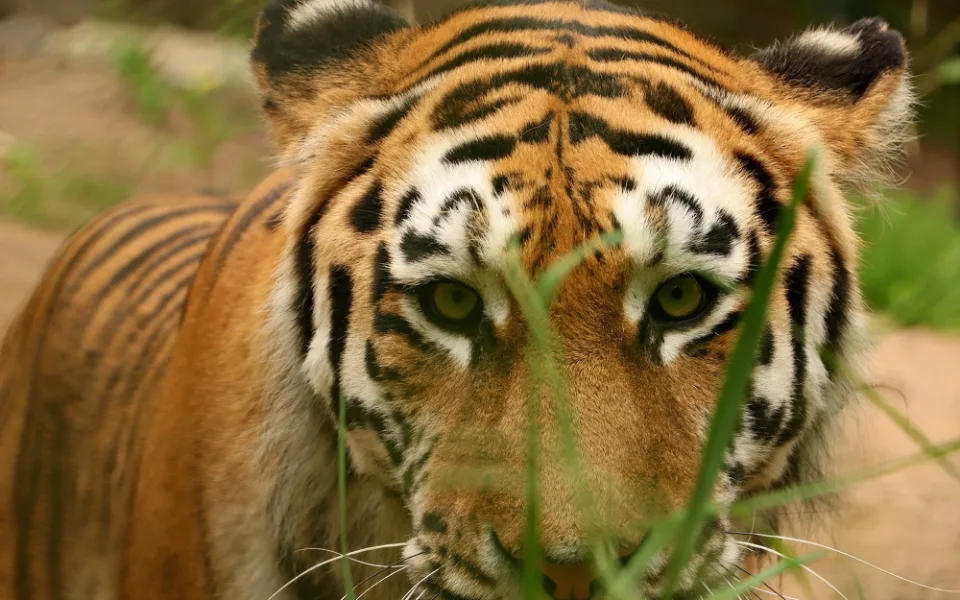 Modernizovaný výběh tygrů plzeňské zoo doplnila nová samice Milashi