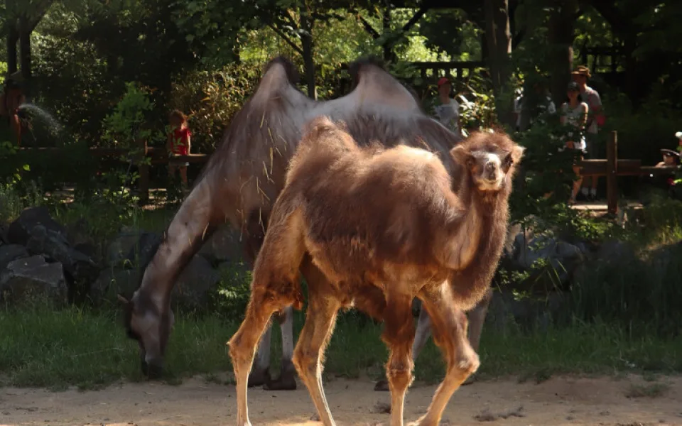 Zoologická zahrada oslavila křtiny malé velbloudice, dostala jméno Nayla
