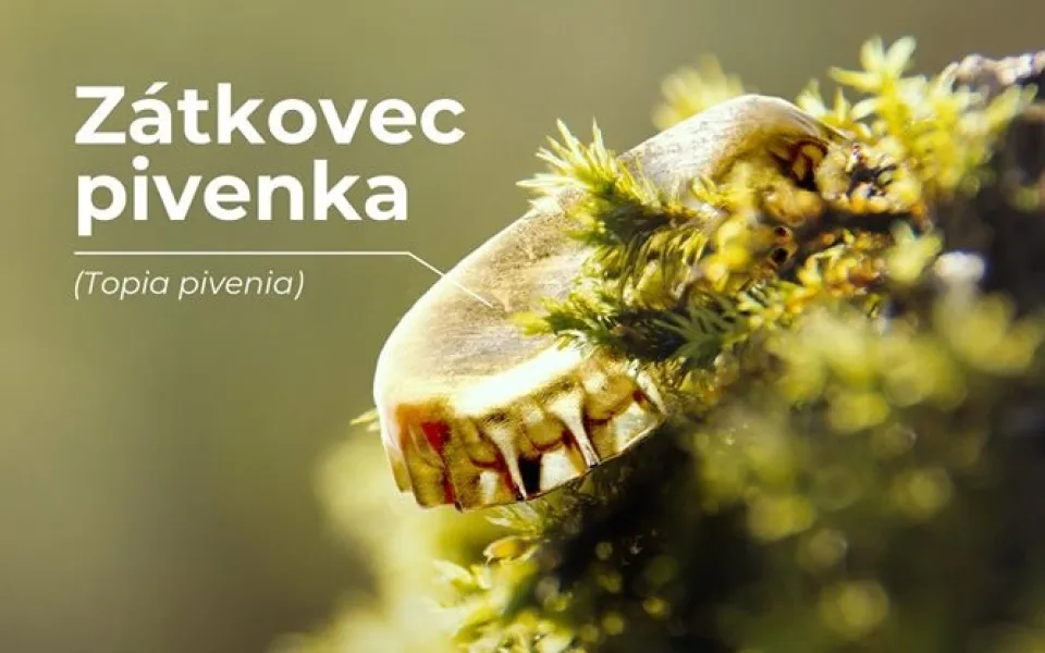 Seznamte se s tetrapakošem hranatcem, střípkem ostroušem a zátovcem pivenkou. Národní parky bojují v nové kampani s odpadky