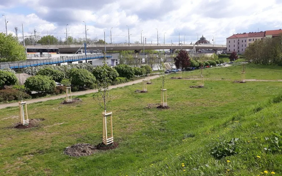 Nový park vzniká v lokalitě U Ježíška, staré topolové stromořadí nahradily nové dřeviny