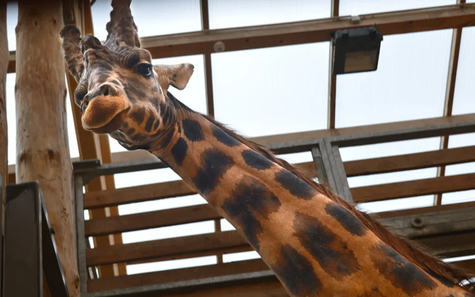 Žirafí samec Bořek se rozloučil s Plzní, nově posílí chov v Safariparku ve Dvoře Králové