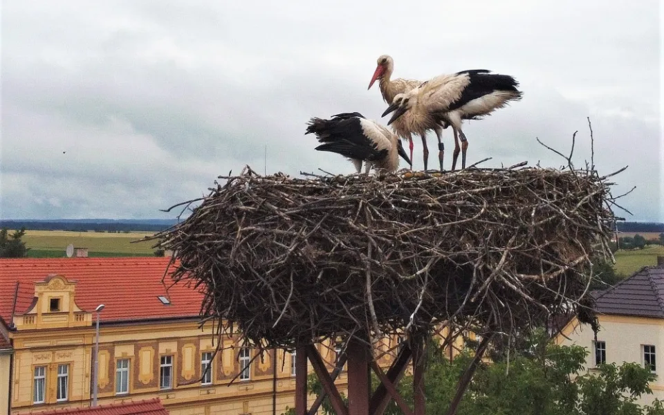 Matka roku. Po smrti partnera se dokázala samice čápa postarat bez pomoci lidí o tři mláďata