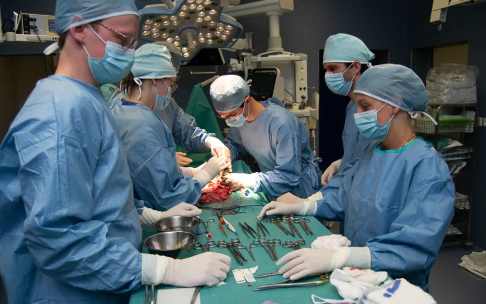 Studenti medicíny mají příležitost vyzkoušet své praktické dovednosti na čtyřnohých pacientech