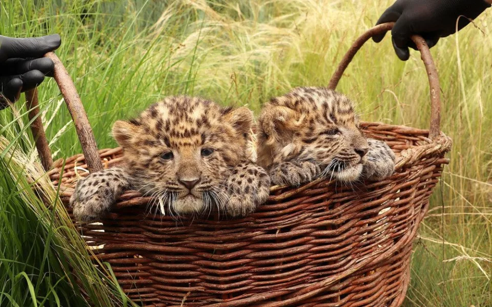 Mláďata vzácného levharta čínského narozená v plzeňské zoo dostala jména  Chen a Chang