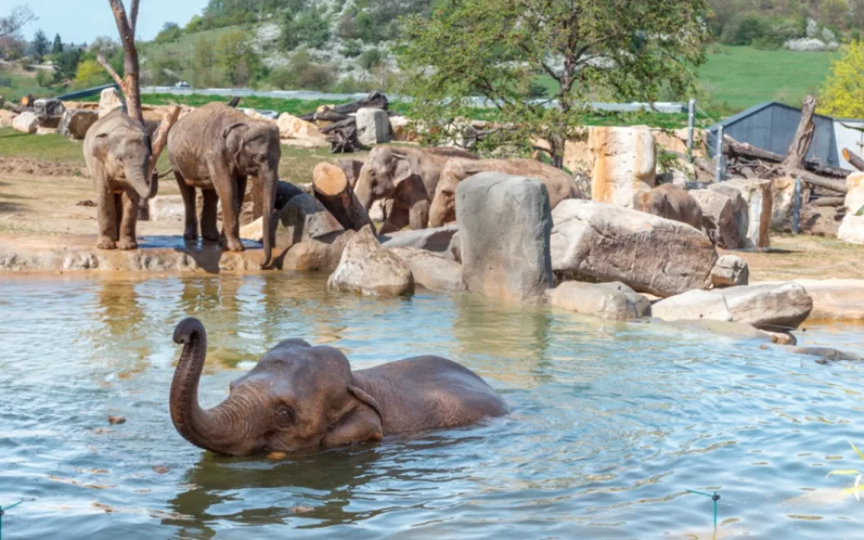 ilustrační foto, zdroj: Tomáš Adamec, Zoo Praha