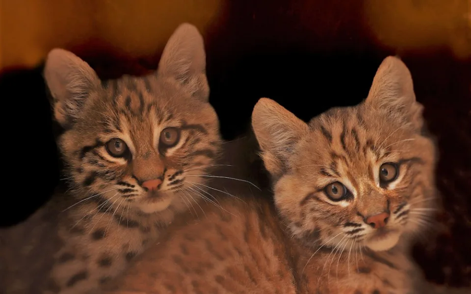 Očkování nevyhnula ani mláďata rysa červeného, v plzeňské zoo šelmy úspěšně chovají už řadu let