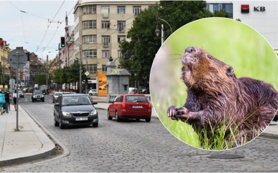 Bobr si to štrádoval přímo po rušném plzeňském bulváru, nahánět ho museli strážníci