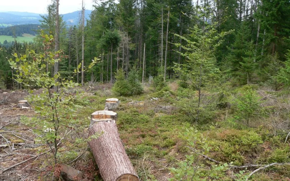 Tlející dřevo je pro lesní ekosystém nezbytné, jeho vliv zkoumají vědci z ČR a Bavorska