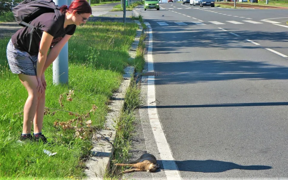 Zaječí námluvy ve městě končí mnohdy tragicky, mladí samci z venkova nezvládnou automobilový provoz