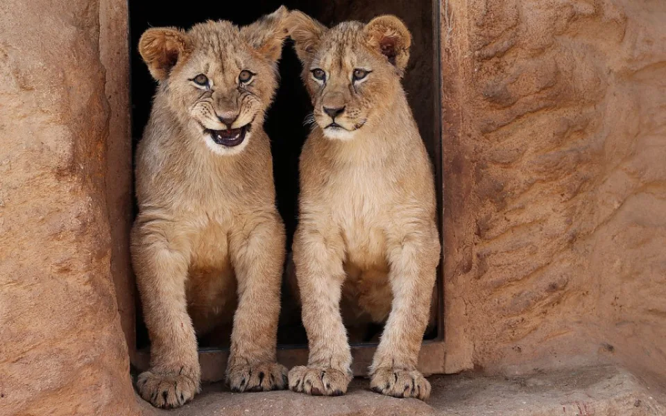 Dvě mláďata lvů berberských oslavila v plzeňské zoo první narozeniny