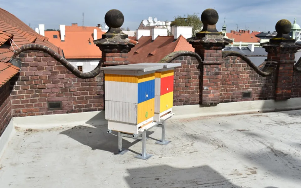 Úly na střeše historické radnice na náměstí v Plzni