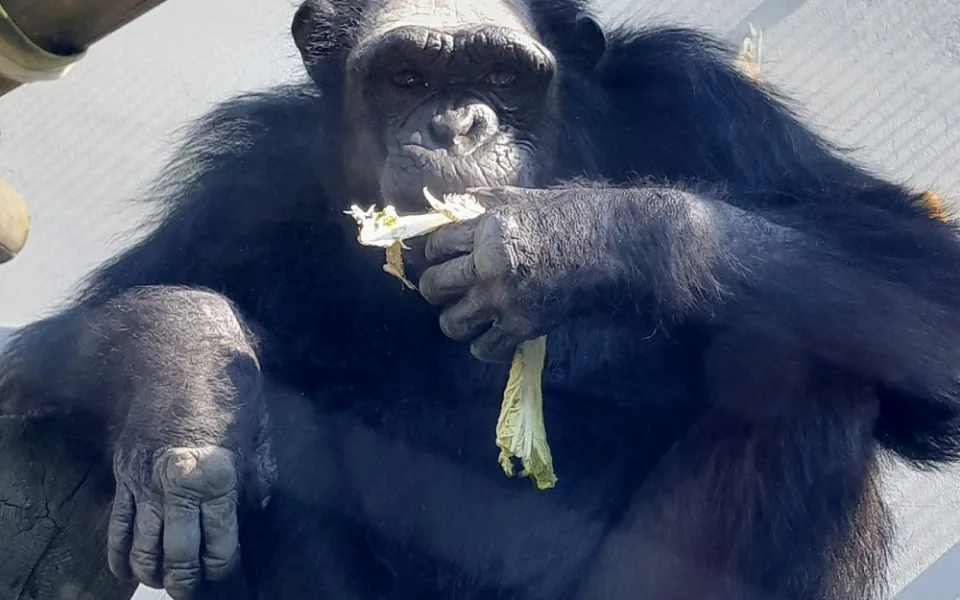 Plzeňská zoo získala z Polska samce šimpanze, na nové prostředí si zatím zvyká