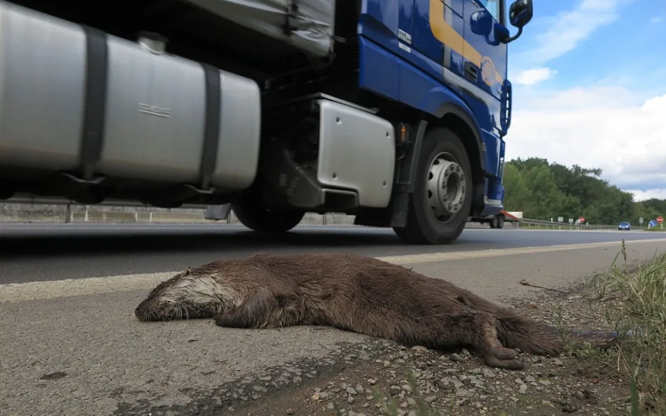 Vzácnou vydru říční usmrtil automobil, když se pokusila přejít rušnou silnici