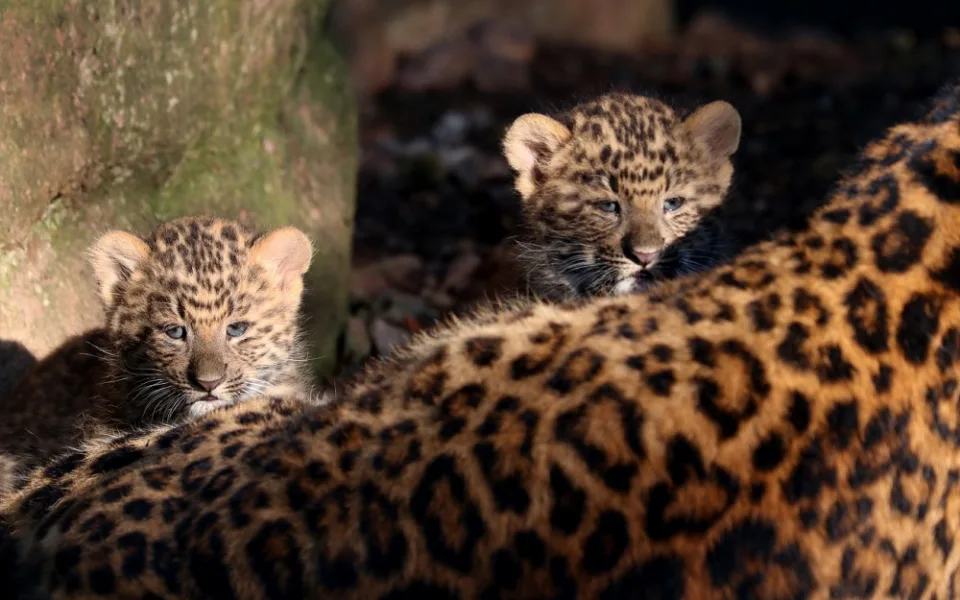 Dvojčata levhartů se mají v plzeňské zoo čile k světu, návštěvníkům se ukazují až v podvečer