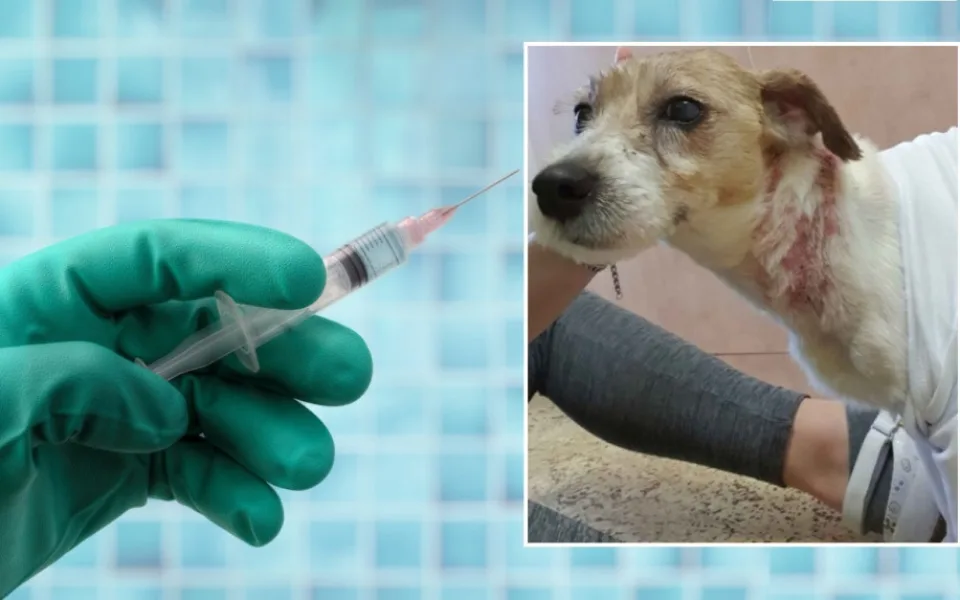 Student medicíny způsobil svému psovi nesmírné utrpění a tvrdí, že ho jen léčil