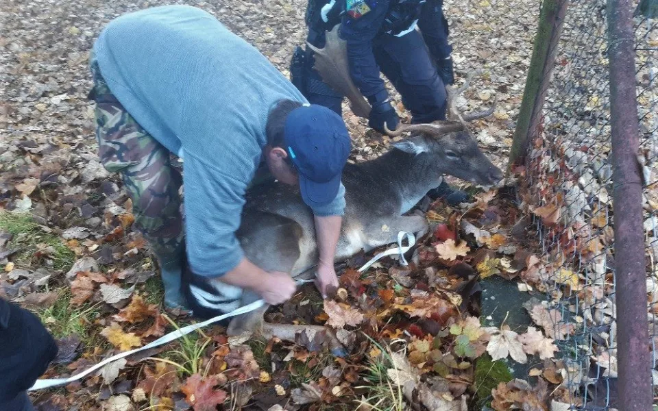 Daňka se nakonec podařilo uspat