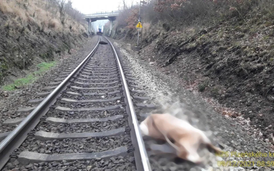 Spěšný vlak srazil ovci a kozu, provoz na trati mezi Plzní a Chebem stojí