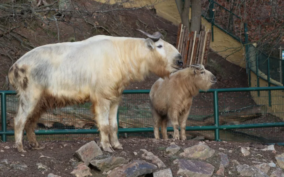 Zoologická zahrada si nadělila vánoční dárek v podobně vzácných takinů čínských