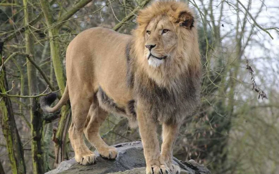 Plzeňská zoo po 20 letech přestavuje výběh pro lvy, zvětší se jim prostor
