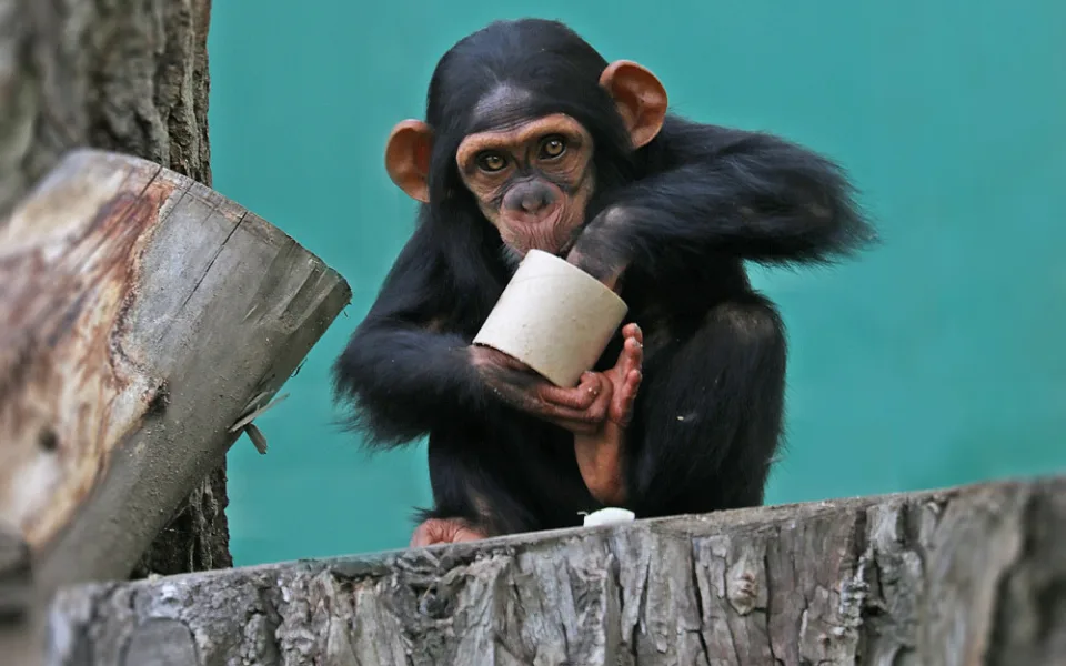Klenot plzeňské zoo oslavil své druhé narozeniny v ústraní, šimpanzí slečnu Cailu teď návštěvníci nemohou vidět