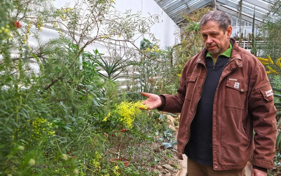 Náměstek plzeňské botanické zahrady Tomáš Peš zve návštěvníky do skleníku Svět sucha na kvetoucí rostliny z Austrálie, Chile či Nového Zélandu
