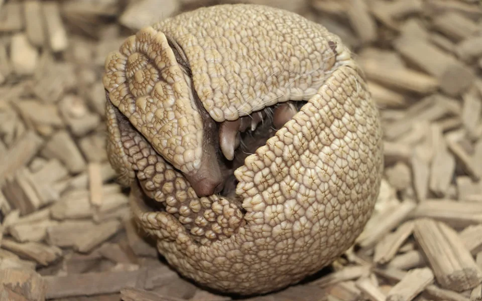 Plzeňská zoo se raduje z mláděte pásovce, před chovateli se zatím stáčí do obrněné koule