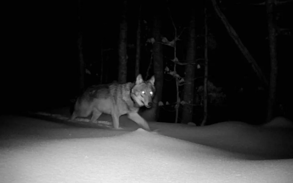 Jedna z obojkovaných vlčic zachycená fotopastí v Německu, foto: NP Bavorský les