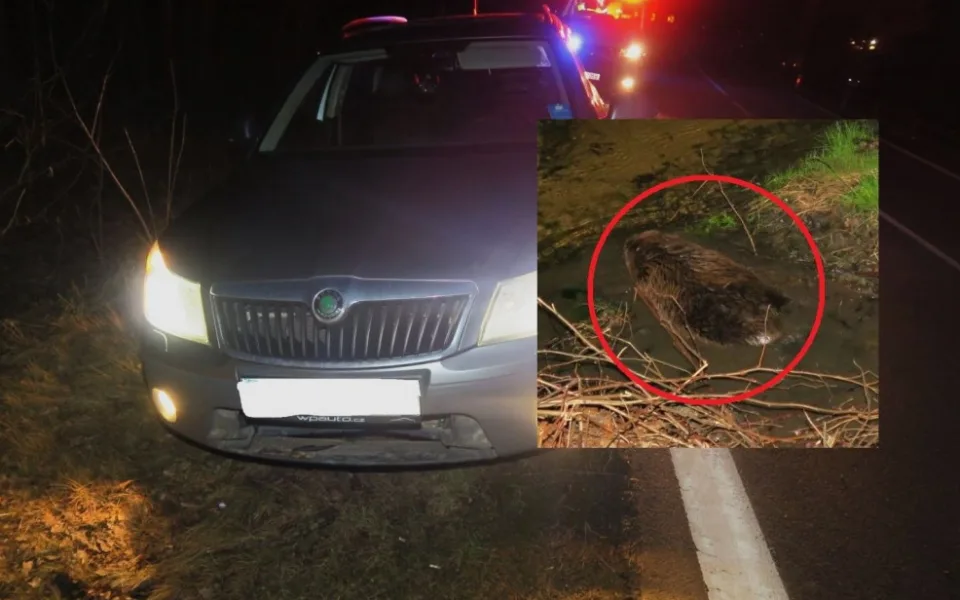 Havarovaný automobil a bobr krátce po střetu s tímto vozidlem