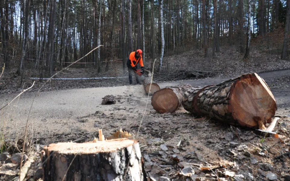 Silný vítr zdevastoval stromy v městských lesích, pokácet se musí 8 000 dřevin