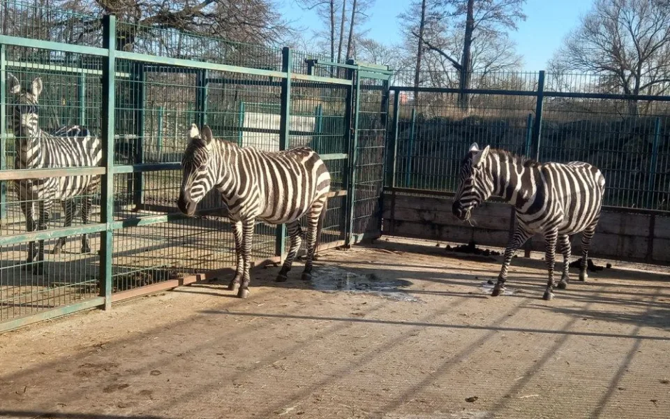 Dvě nové zebry přijely z Polska do plzeňské zoo, zatím se rozkoukávají v odděleném výběhu