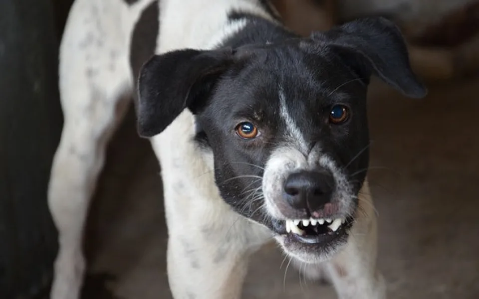 Veterináři varují: Psi neznámého původu z Ukrajiny mohou do ČR zavléct vzteklinu