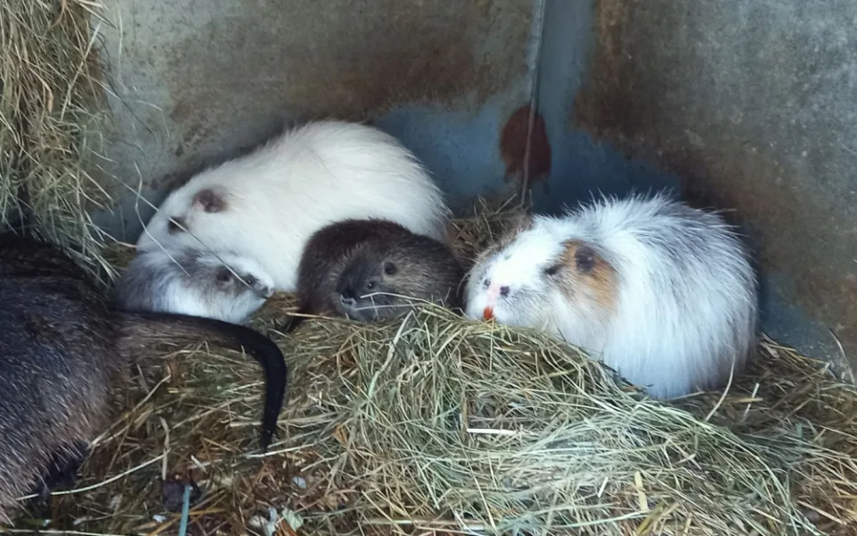 Až po příchodu nové krve se podařilo plzeňské zoo rozmnožit přeštické nutrie