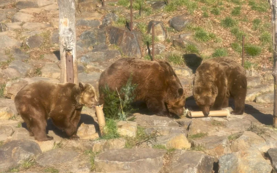 Po třech měsících zimního spánku se probudili v plzeňské zoo i slavní medvědi z filmových večerníčků