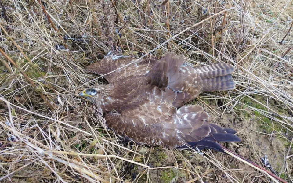 Jeden z otrávených dravců na místě činu