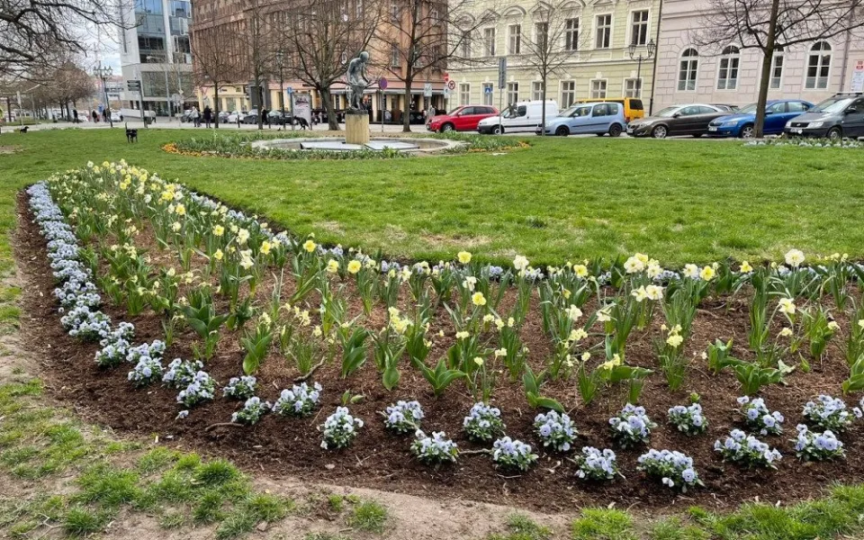 Západočeská metropole s příchodem jara rozkvetla tisícovkami květů