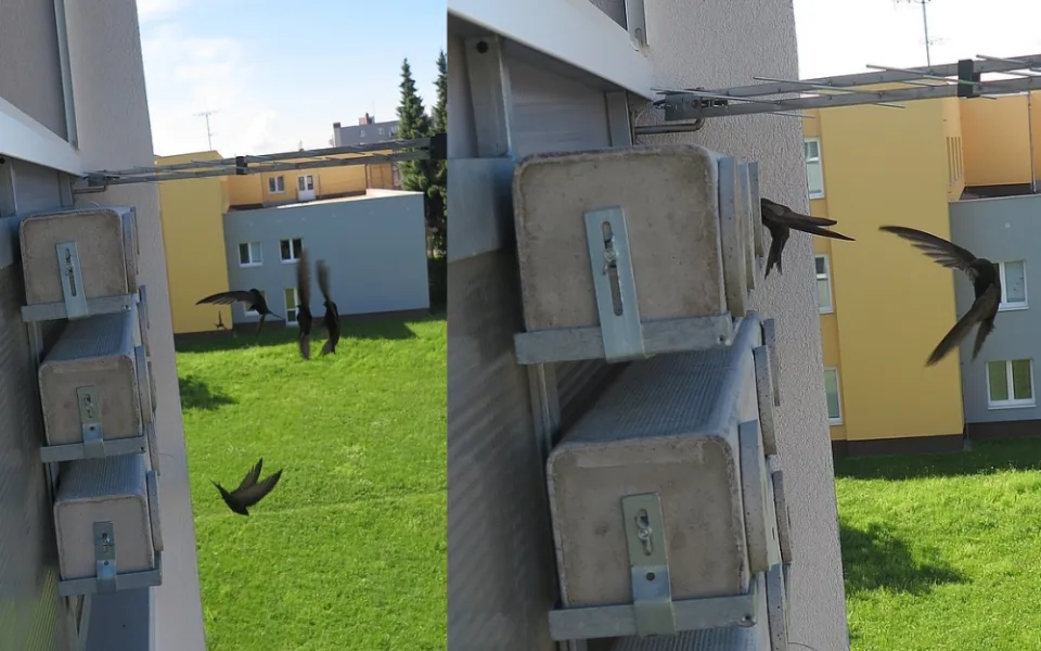 Několik rorýsů na umělých hnízdech umístěných na fasádách panelových domů v Plzni