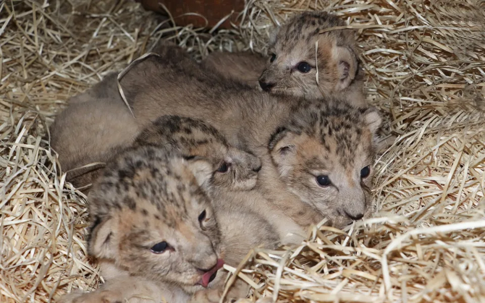 Zoologická zahrada se raduje ze lvích čtyřčat, návštěvníci je uvidí ve zmodernizovaném výběhu