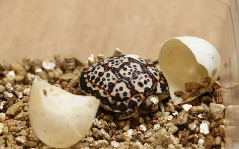 Zoo se podařil naprosto raritní prvoodchov vzácné želvy trpasličí, na svět se drala ze skořápky tři dny