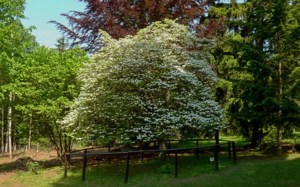 Americká zahrada je v plném květu. V arboretu cizokrajných dřevin rozkvétají stromy i keře