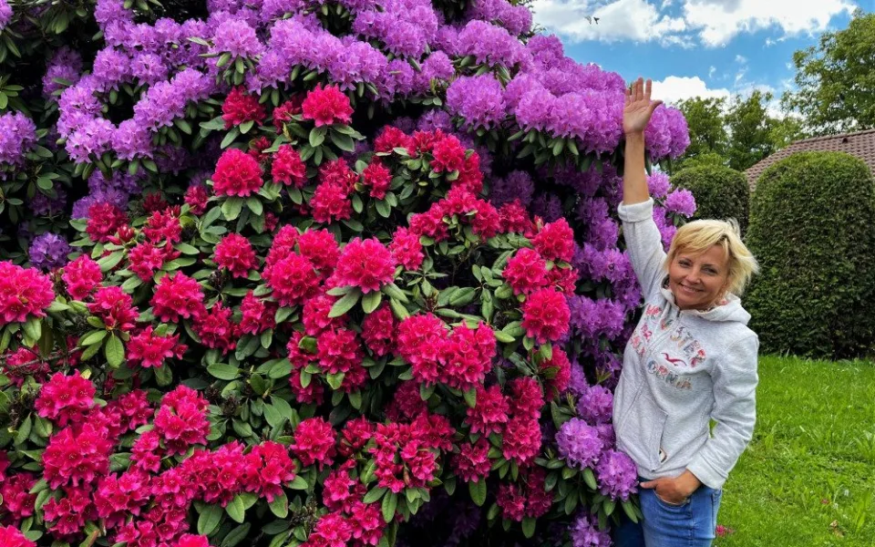 Proslulé rododendrony v Jarově na Plzeňsku letos vykvetly v plné kráse i síle, turisté jsou nadšení