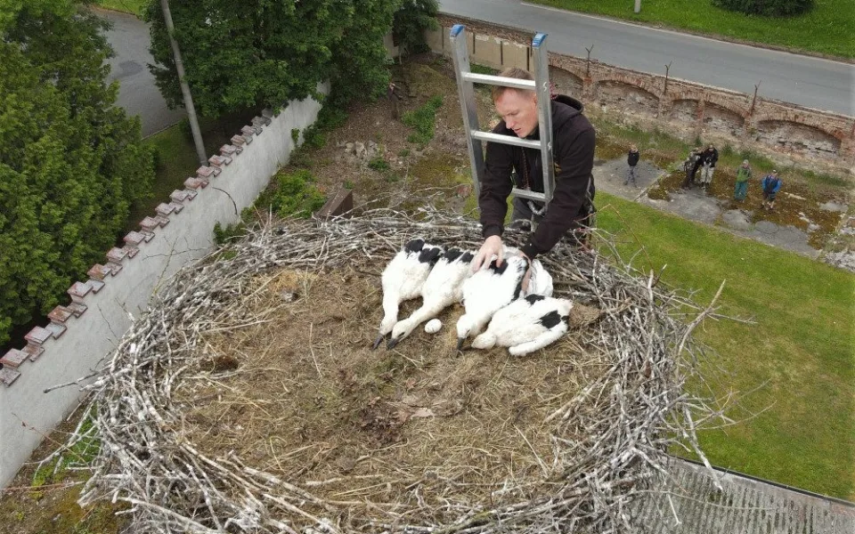 Do náhradních hnízd se podařilo úspěšně adoptovat tři osiřelá čapí mláďata