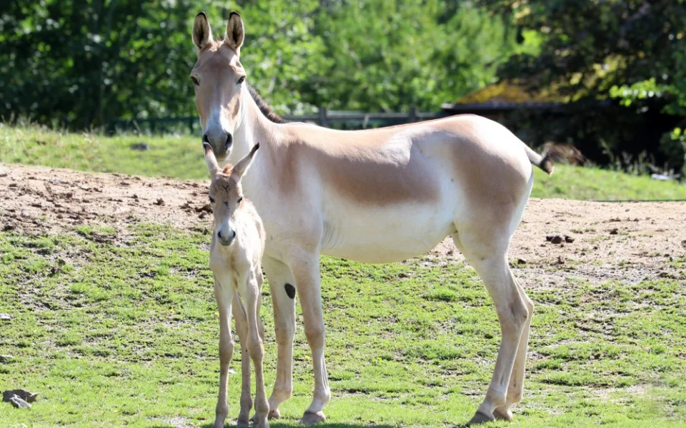 Zoologická zahrada se raduje z narození divokého osla kulana, jde o jeho jediný chov v Česku