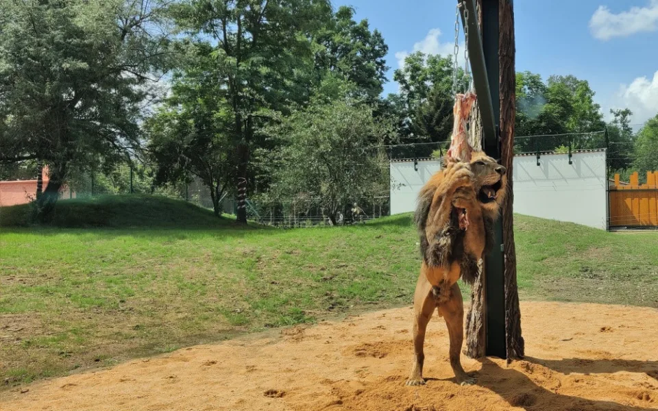 Zoologická zahrada po 20 letech přebudovala výběh pro lvy berberské, mají více prostoru
