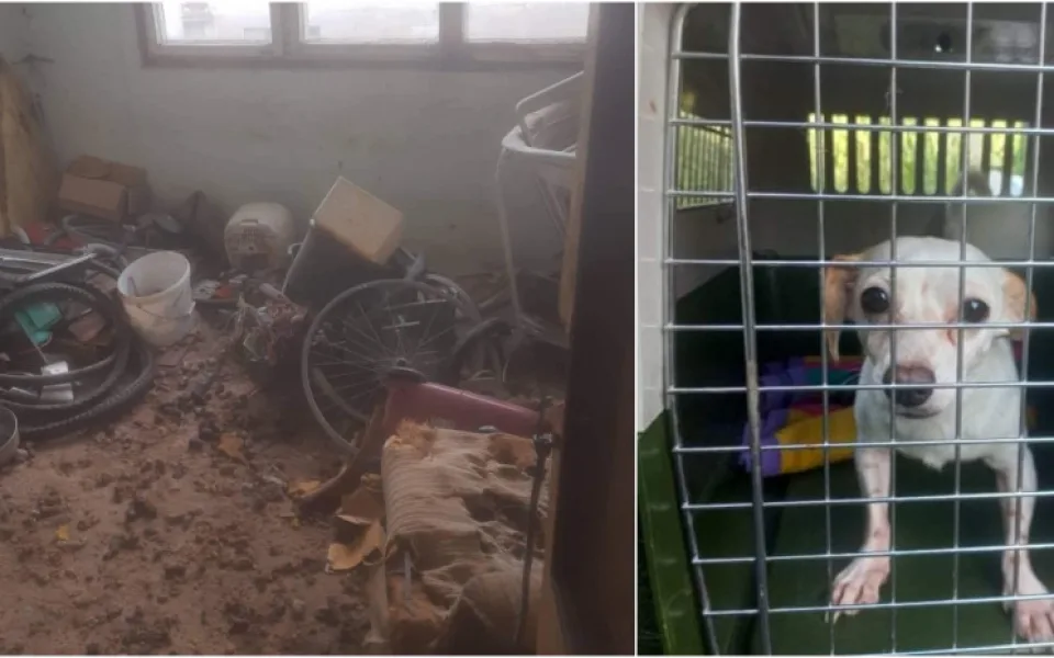 V otřesných podmínkách živořily desítky psů, díky spolkům na ochranu zvířat mají naději na normální život