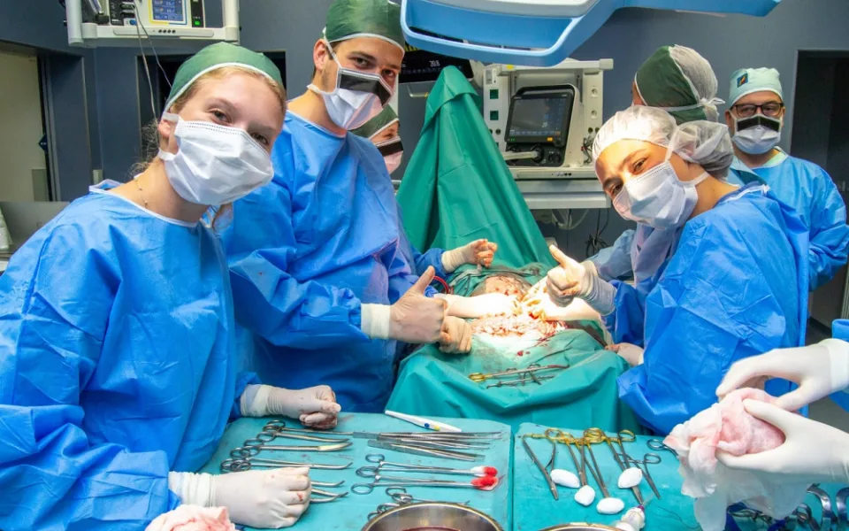 Studenti medicíny mají jedinečnou možnost vyzkoušet si své dovednosti v praxi, operují prasata domácí